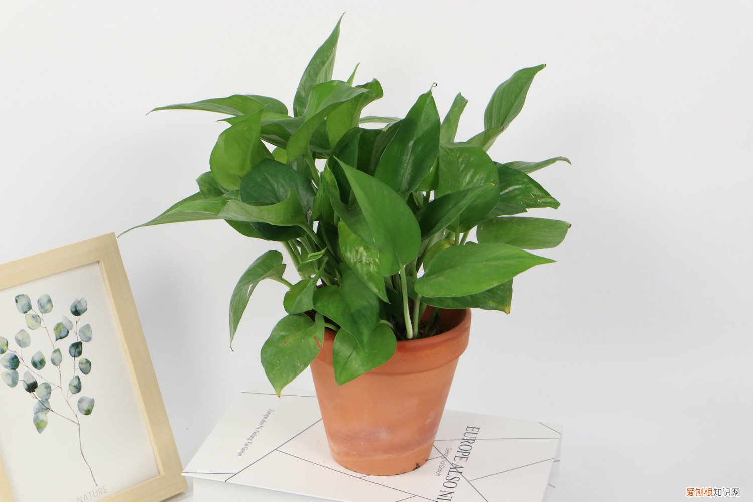 什么时候可以扦插绿萝 绿萝春天可以扦插吗