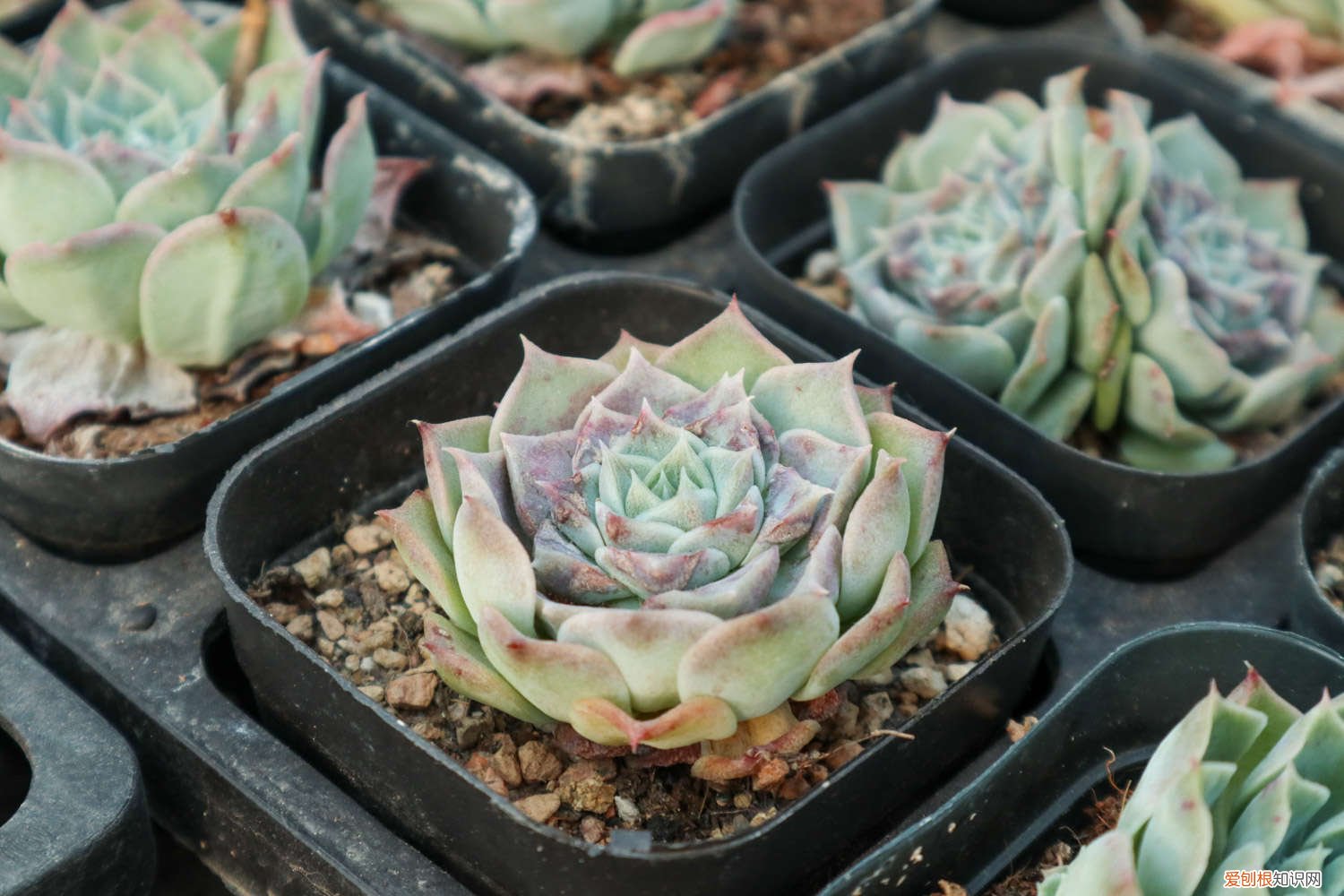 白月影多肉好看吗 白月影多肉怎么养