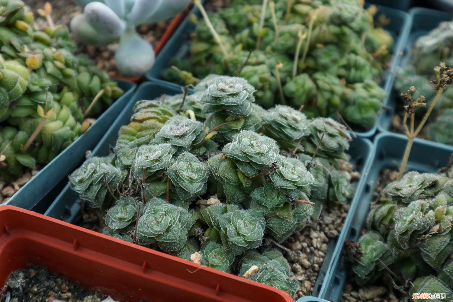 白月影多肉好看吗 白月影多肉怎么养