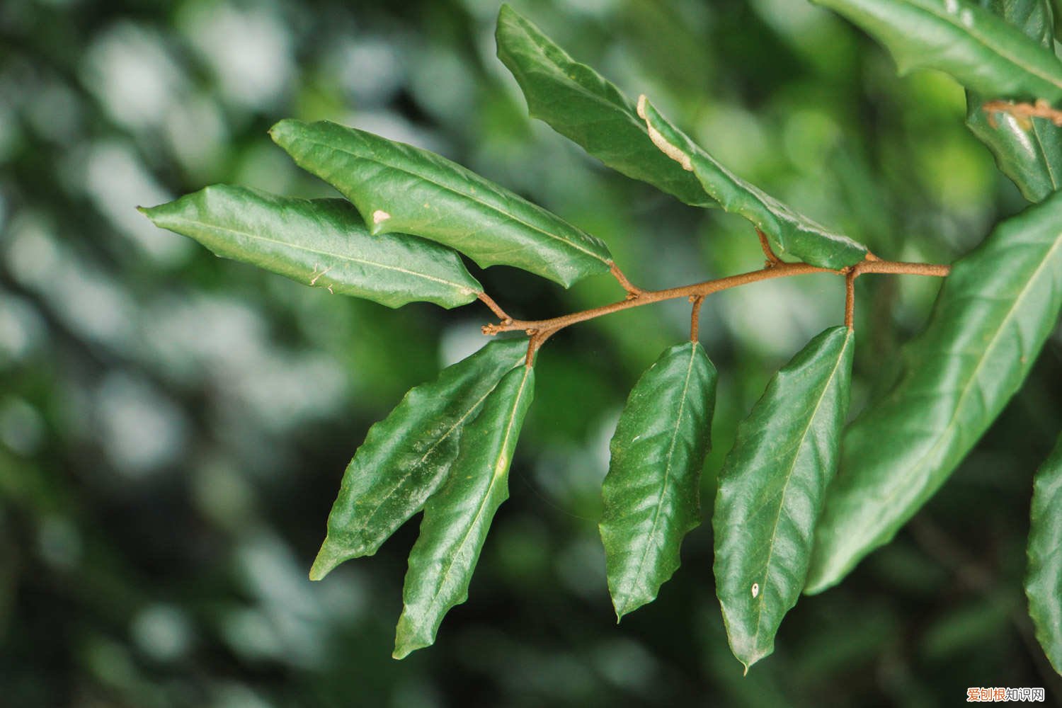 胡秃子下山桩没根怎么养