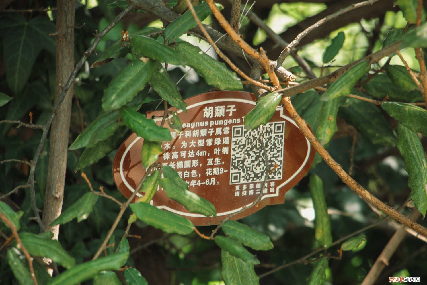 胡秃子下山桩没根怎么养