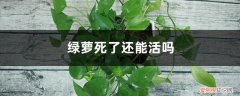 绿萝死了还能活吗图片 绿萝死了还能活吗