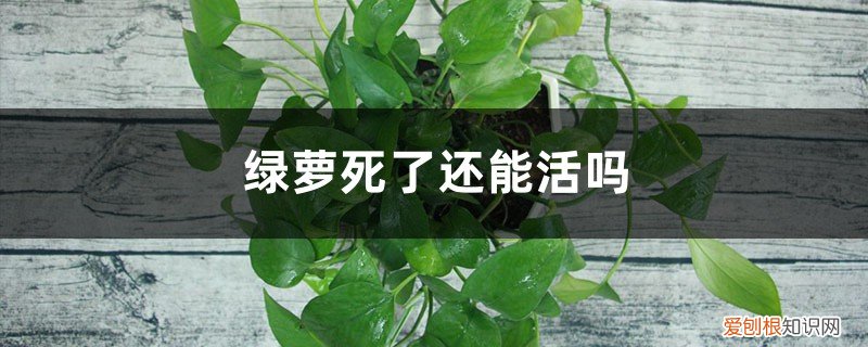 绿萝死了还能活吗图片 绿萝死了还能活吗