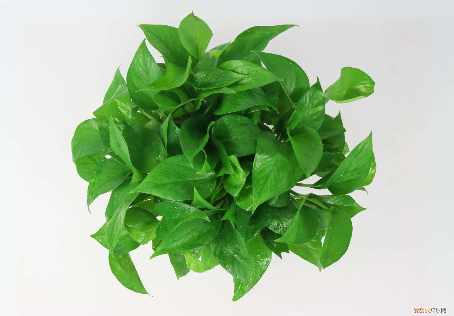 扦插的绿萝多久生根发芽 绿萝插枝多长时间生根