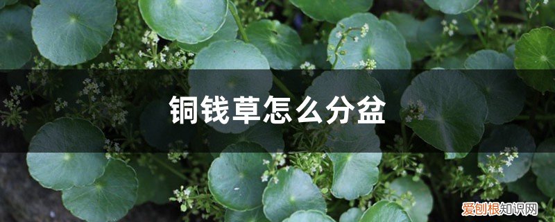 铜钱草怎么分盆? 铜钱草分盆方法和日常养护