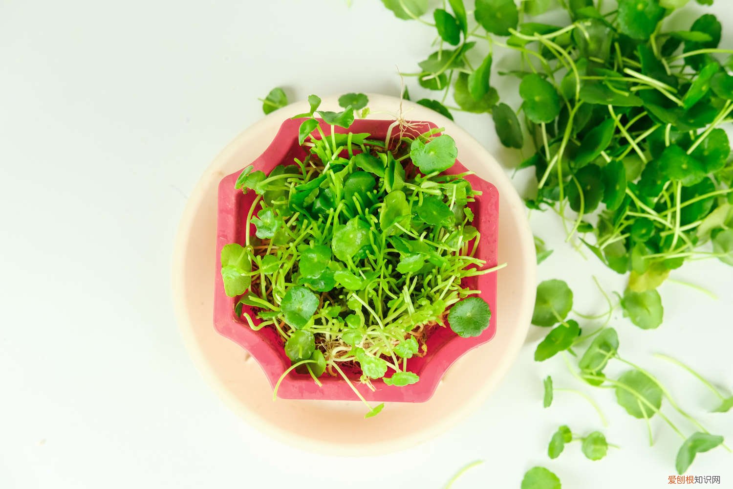 铜钱草怎么分盆? 铜钱草分盆方法和日常养护