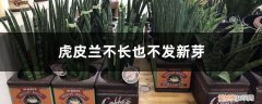 虎皮兰长根了不发芽怎么办 虎皮兰不长也不发新芽怎么办