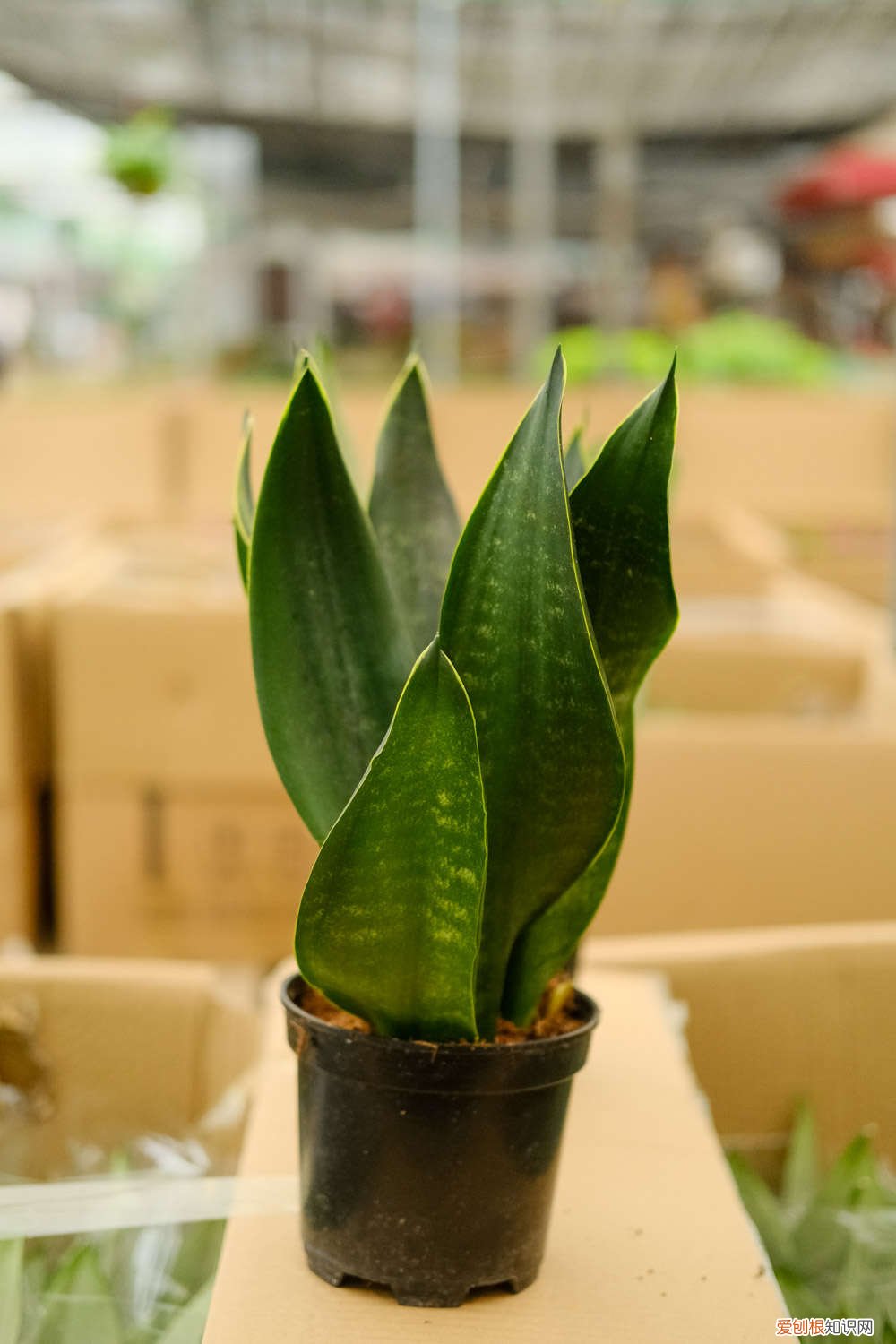 虎皮兰长根了不发芽怎么办 虎皮兰不长也不发新芽怎么办