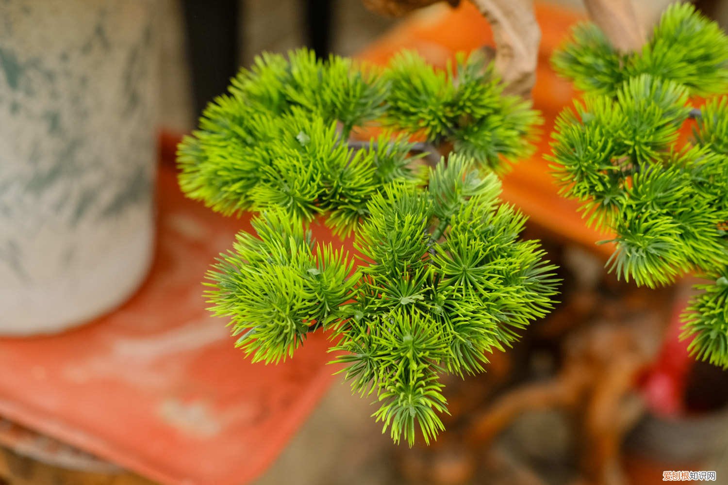 黄杨盆景怎么养 盆景怎么养