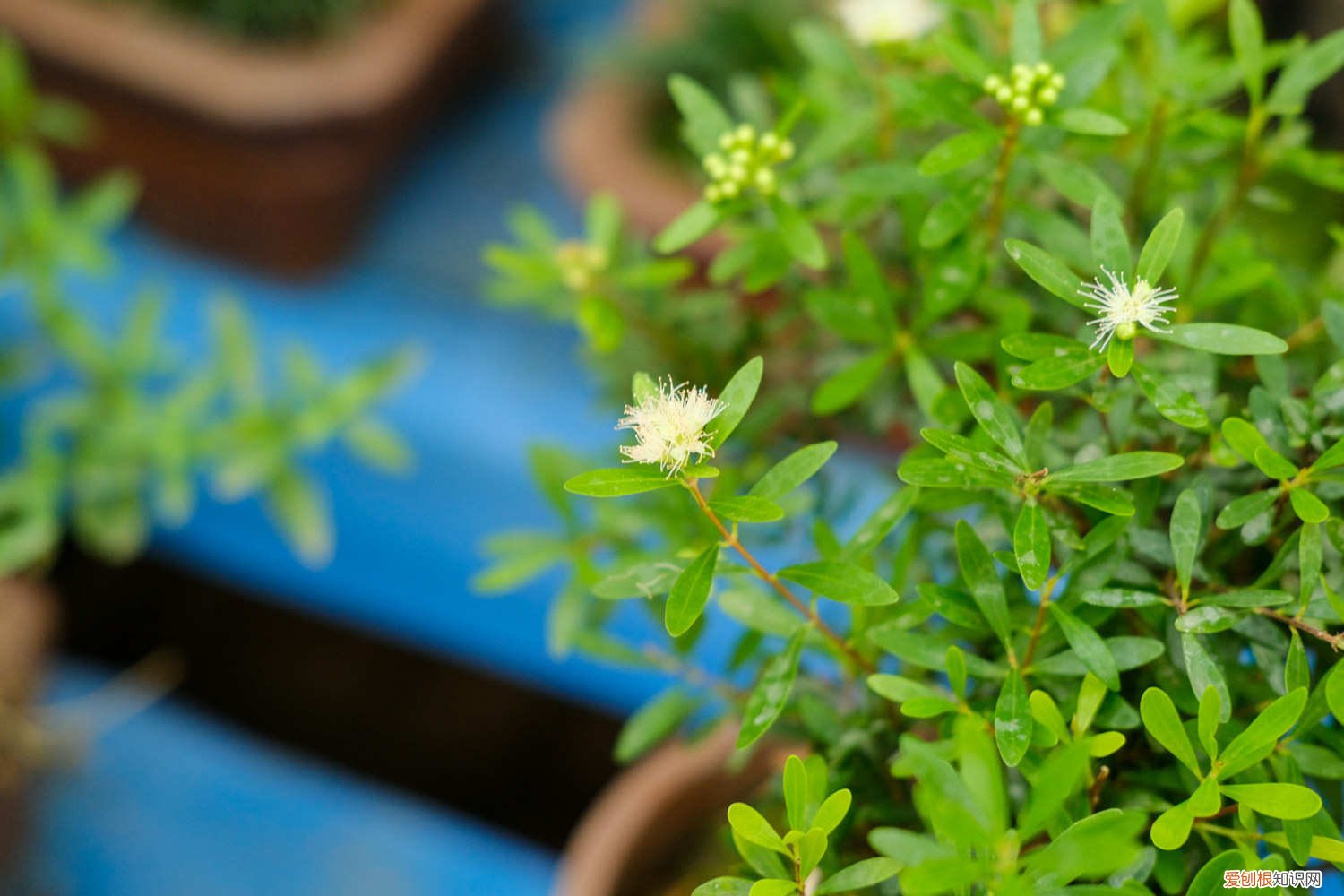 黄杨盆景怎么养 盆景怎么养