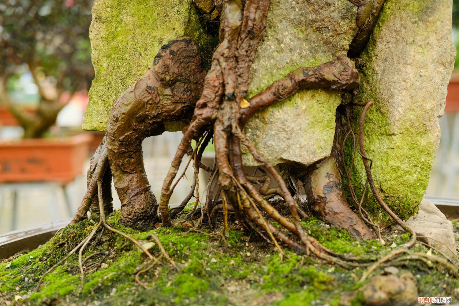 黄杨盆景怎么养 盆景怎么养