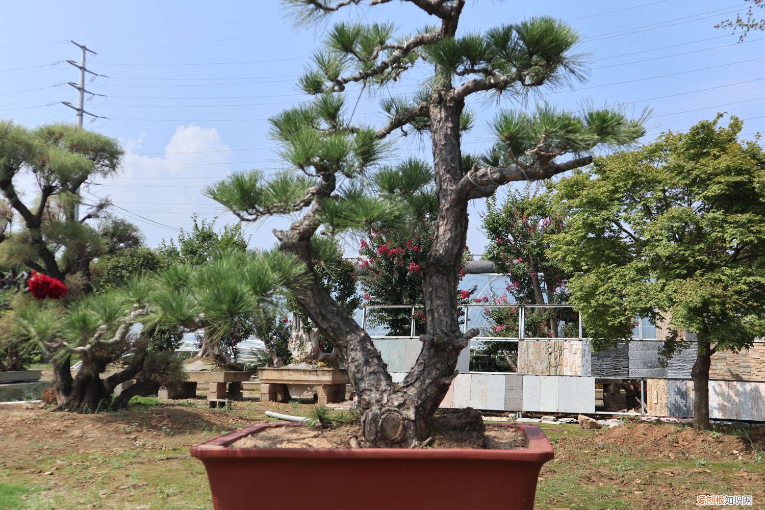 松树皮怎么发酵种兰花 松树皮怎么发酵