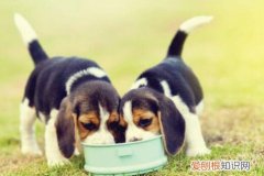 为啥狗粮泡不软 狗粮怎么泡不软