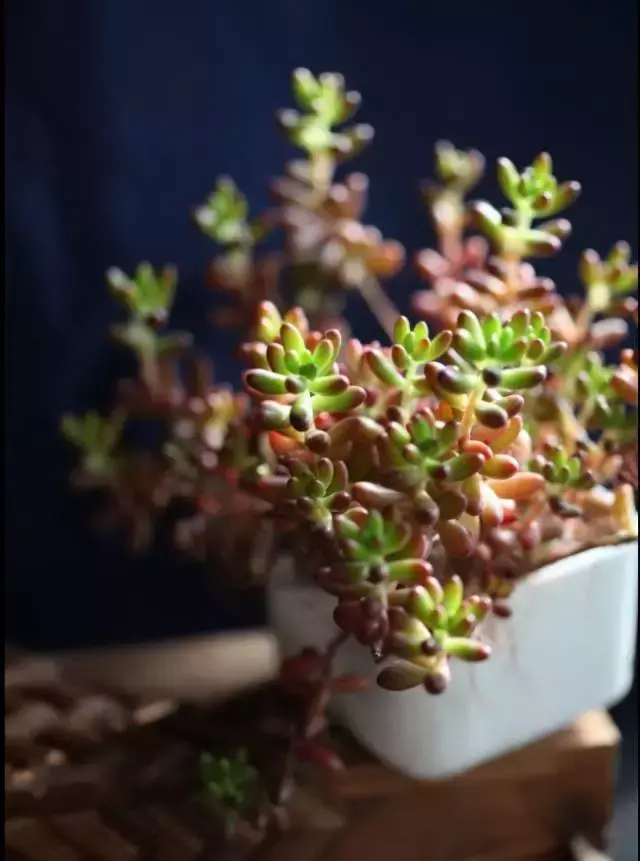 为什么喜欢多肉，喜爱多肉的N个理由，让人又爱又气无奈又痴迷！