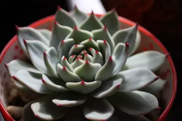 为什么喜欢多肉，喜爱多肉的N个理由，让人又爱又气无奈又痴迷！