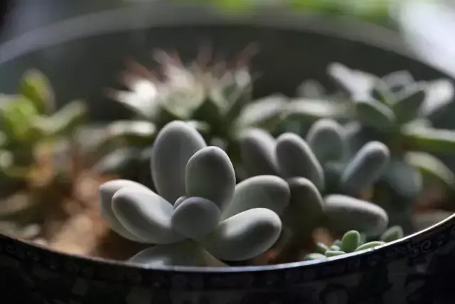 为什么喜欢多肉，喜爱多肉的N个理由，让人又爱又气无奈又痴迷！