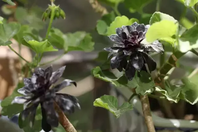 为什么喜欢多肉，喜爱多肉的N个理由，让人又爱又气无奈又痴迷！