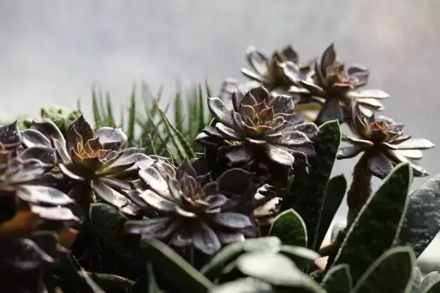 为什么喜欢多肉，喜爱多肉的N个理由，让人又爱又气无奈又痴迷！