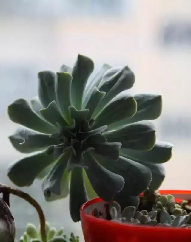 为什么喜欢多肉，喜爱多肉的N个理由，让人又爱又气无奈又痴迷！