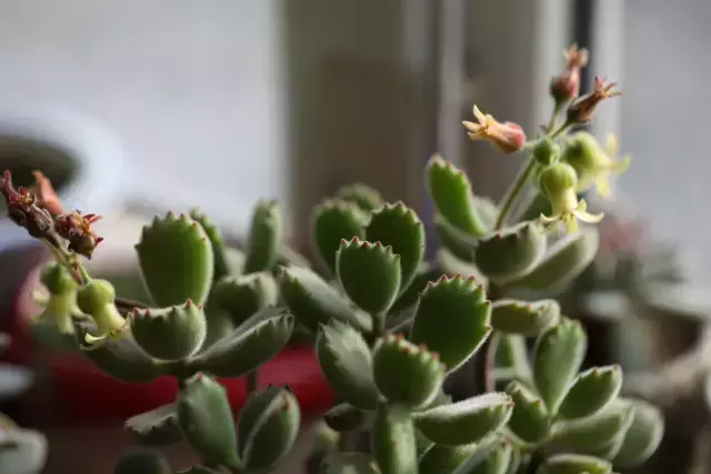 为什么喜欢多肉，喜爱多肉的N个理由，让人又爱又气无奈又痴迷！