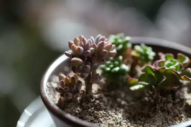 为什么喜欢多肉，喜爱多肉的N个理由，让人又爱又气无奈又痴迷！