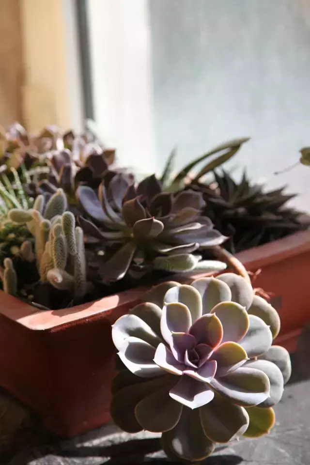 为什么喜欢多肉，喜爱多肉的N个理由，让人又爱又气无奈又痴迷！