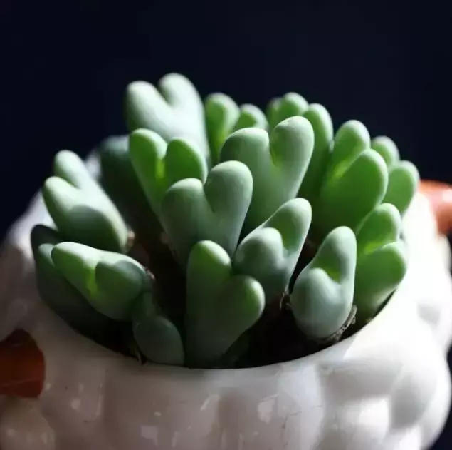 为什么喜欢多肉，喜爱多肉的N个理由，让人又爱又气无奈又痴迷！