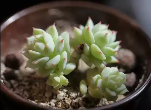 为什么喜欢多肉，喜爱多肉的N个理由，让人又爱又气无奈又痴迷！