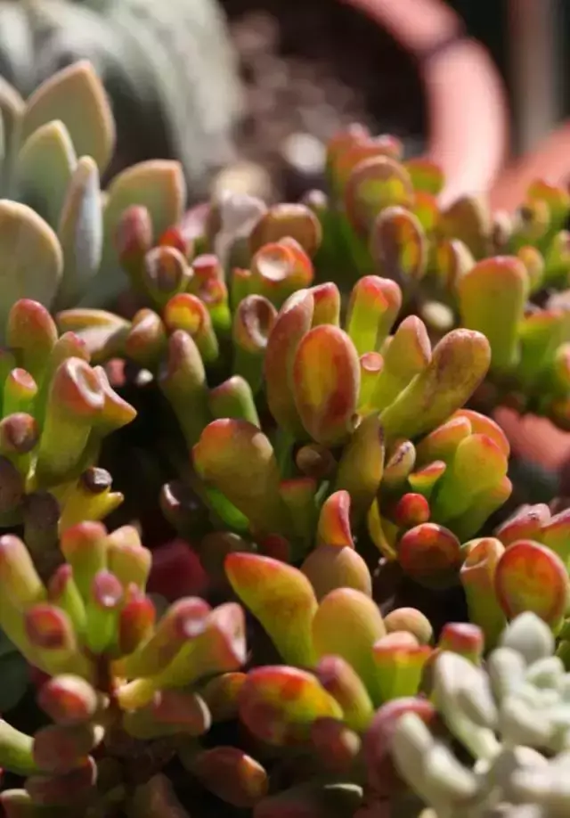 为什么喜欢多肉，喜爱多肉的N个理由，让人又爱又气无奈又痴迷！