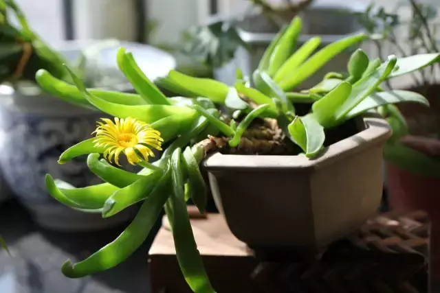 为什么喜欢多肉，喜爱多肉的N个理由，让人又爱又气无奈又痴迷！