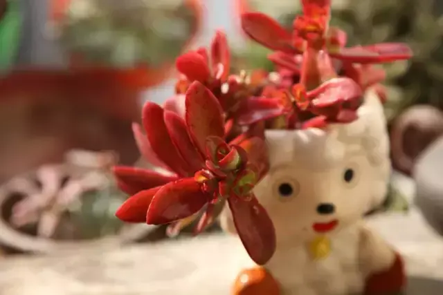 为什么喜欢多肉，喜爱多肉的N个理由，让人又爱又气无奈又痴迷！