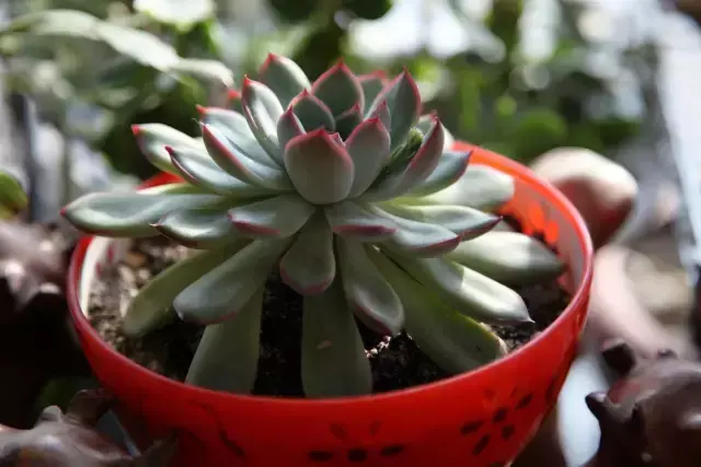 为什么喜欢多肉，喜爱多肉的N个理由，让人又爱又气无奈又痴迷！