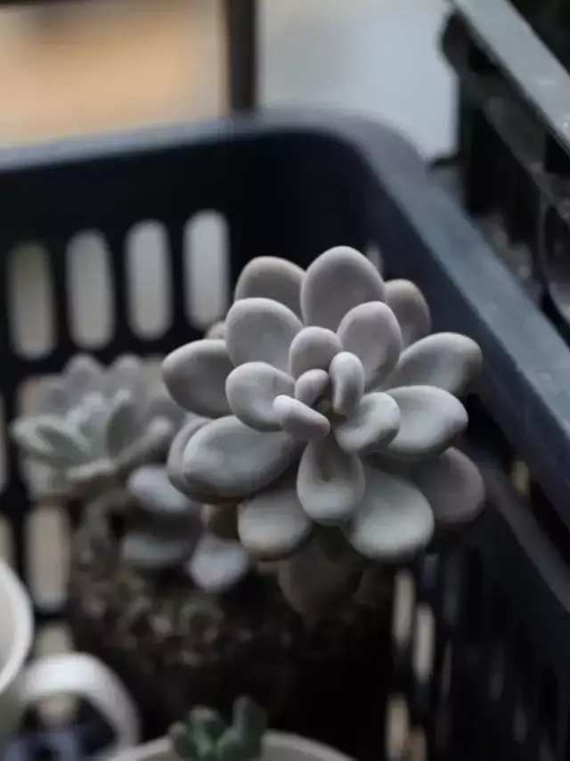 为什么喜欢多肉，喜爱多肉的N个理由，让人又爱又气无奈又痴迷！