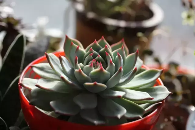 为什么喜欢多肉，喜爱多肉的N个理由，让人又爱又气无奈又痴迷！