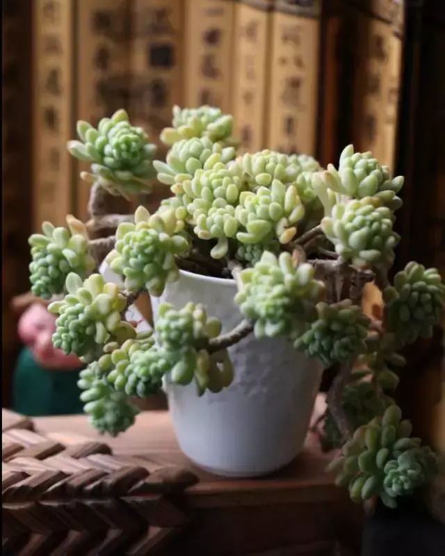 为什么喜欢多肉，喜爱多肉的N个理由，让人又爱又气无奈又痴迷！