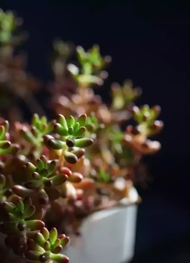 为什么喜欢多肉，喜爱多肉的N个理由，让人又爱又气无奈又痴迷！