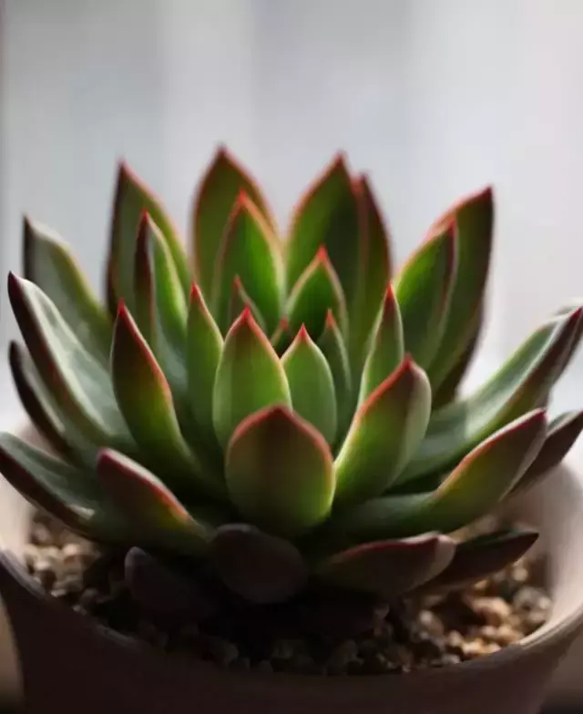 为什么喜欢多肉，喜爱多肉的N个理由，让人又爱又气无奈又痴迷！