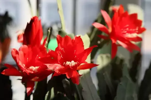 令箭荷花百度百科,令箭荷花,不是“荷花”的荷花!