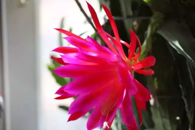 令箭荷花百度百科,令箭荷花,不是“荷花”的荷花!