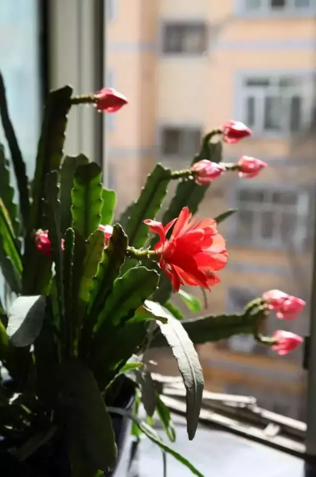 令箭荷花百度百科,令箭荷花,不是“荷花”的荷花!