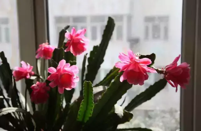 令箭荷花百度百科,令箭荷花,不是“荷花”的荷花!