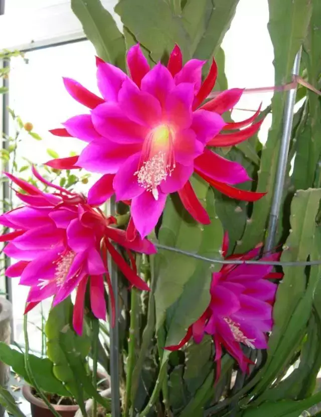 令箭荷花百度百科,令箭荷花,不是“荷花”的荷花!