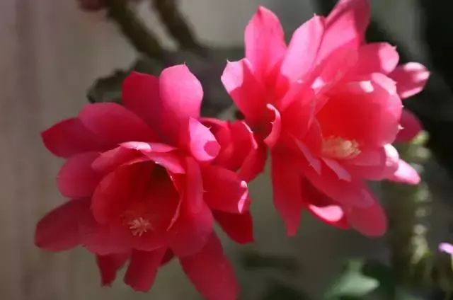 令箭荷花百度百科,令箭荷花,不是“荷花”的荷花!