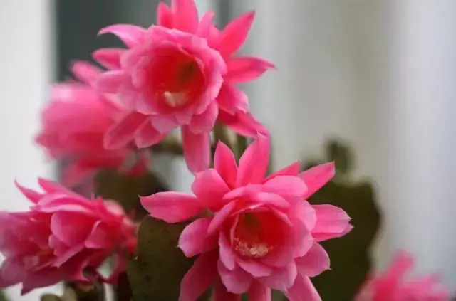 令箭荷花百度百科,令箭荷花,不是“荷花”的荷花!