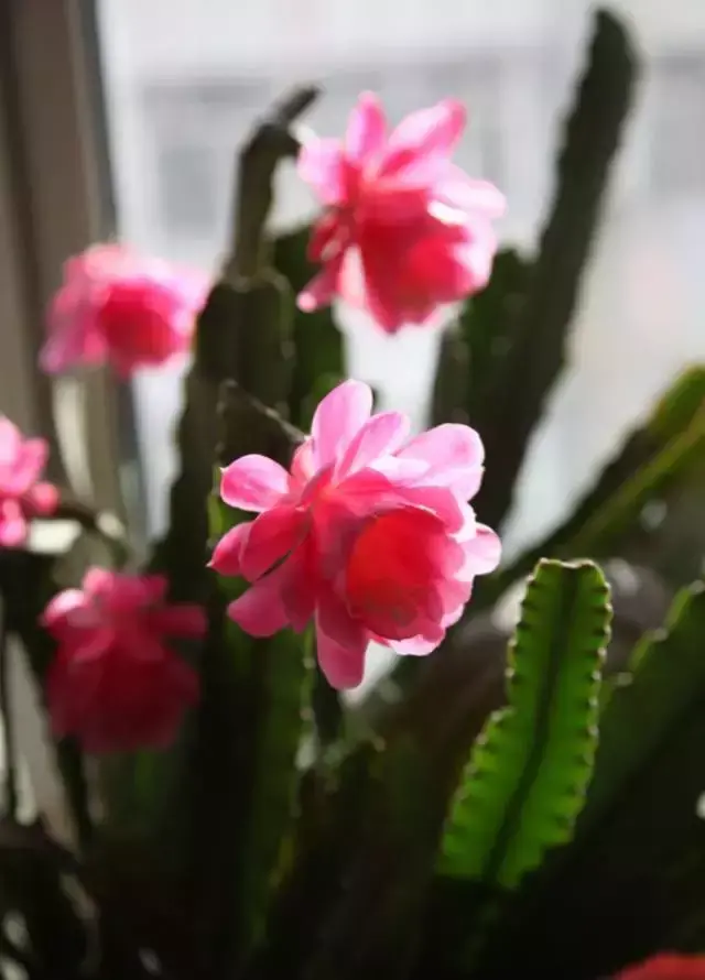 令箭荷花百度百科,令箭荷花,不是“荷花”的荷花!