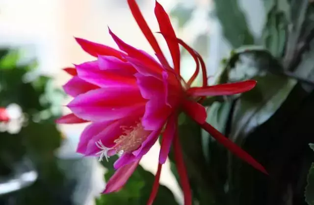 令箭荷花百度百科,令箭荷花,不是“荷花”的荷花!