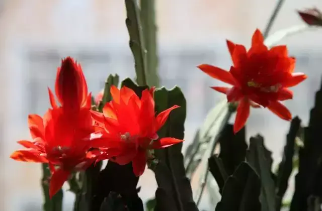 令箭荷花百度百科,令箭荷花,不是“荷花”的荷花!