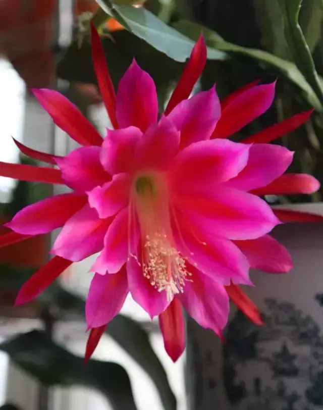 令箭荷花百度百科,令箭荷花,不是“荷花”的荷花!