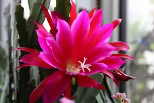 令箭荷花百度百科,令箭荷花,不是“荷花”的荷花!