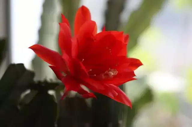 令箭荷花百度百科,令箭荷花,不是“荷花”的荷花!